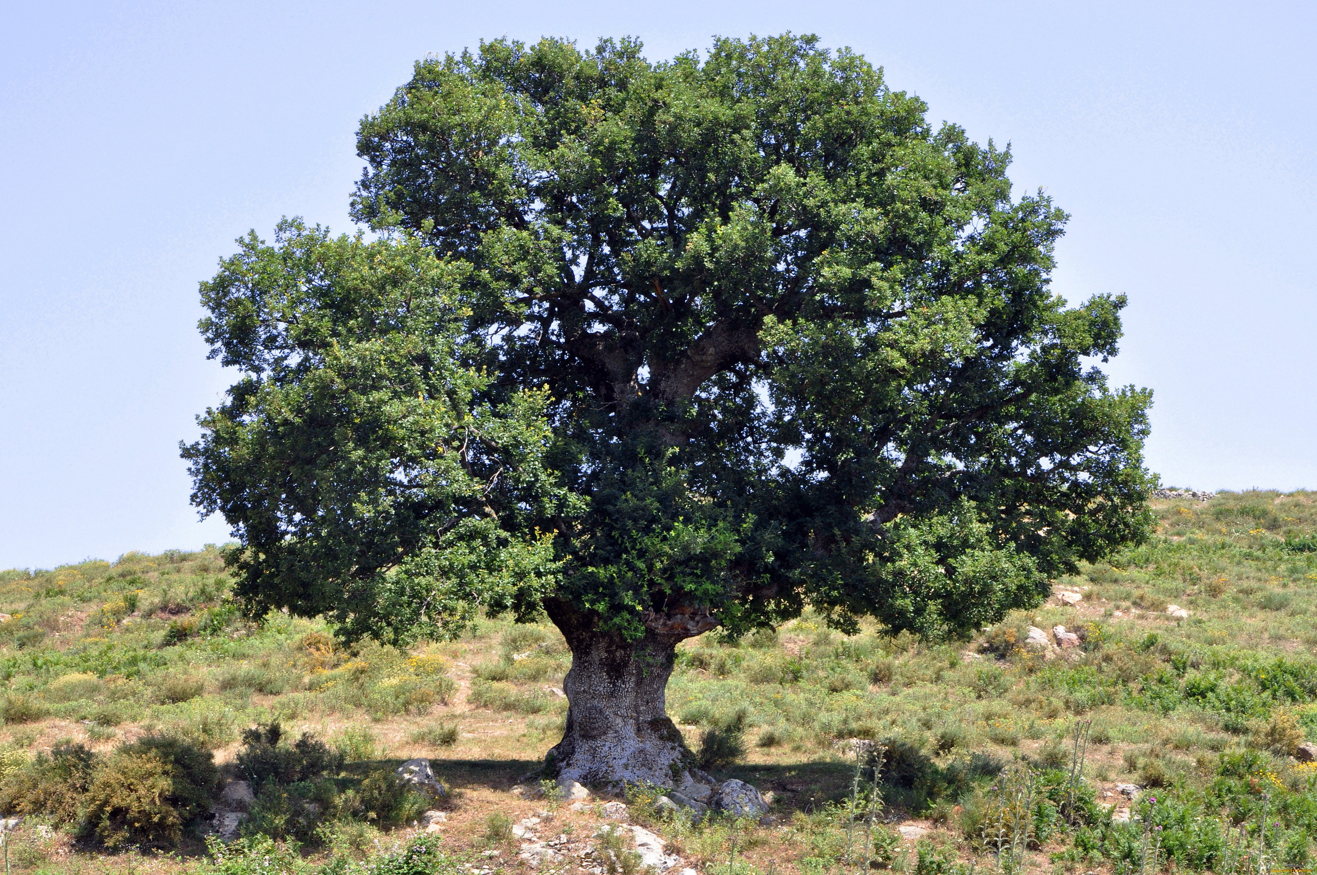 Дуб Македонский дерево